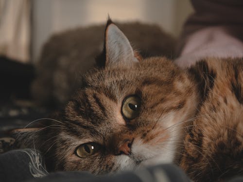 Große Katze Ruht Auf Dem Bett