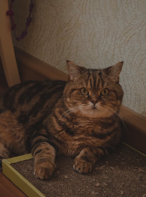 Kostenloses Stock Foto zu haustier, katze, nahansicht