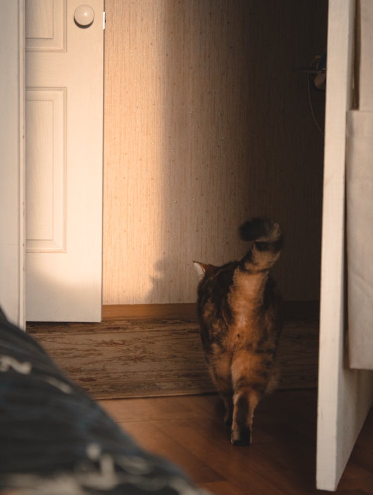 A Cat Walking On The Wooden Floor