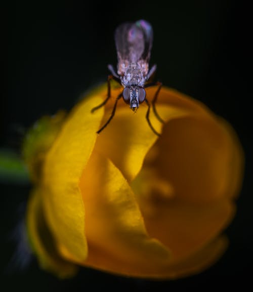 Sarı çiçek üzerine Tünemiş Siyah Dantel Dikişinin Makro Fotoğrafı