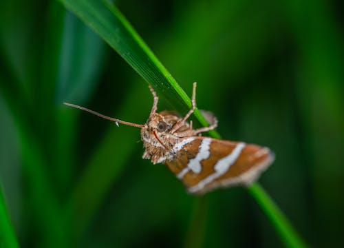 Gratis lagerfoto af antenne, biologi, blad