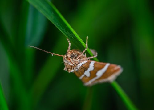 Free Detailed macro shot of a moth with vivid colors perched on green foliage, highlighting natural beauty. Stock Photo