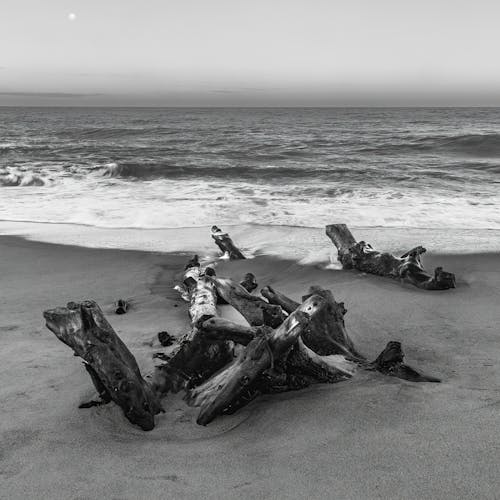 Bezpłatne Darmowe zdjęcie z galerii z format kwadratowy, kłody drewna, morze Zdjęcie z galerii