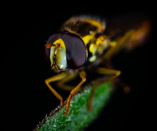 Fotografi Makro Lalat Coklat Yang Bertengger Di Daun Hijau
