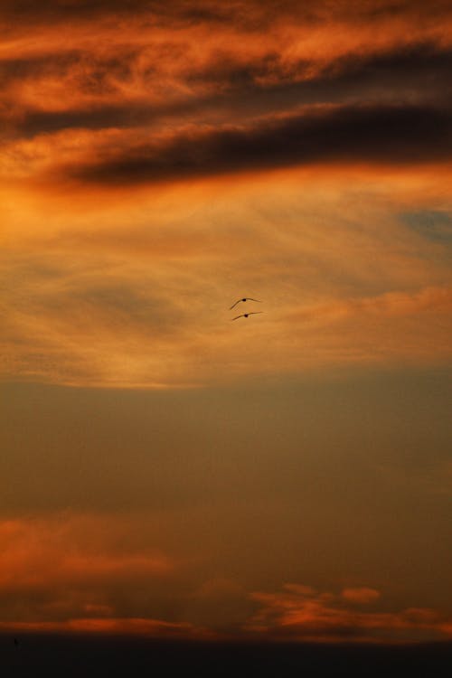 Bird Flying Under Orange Sky