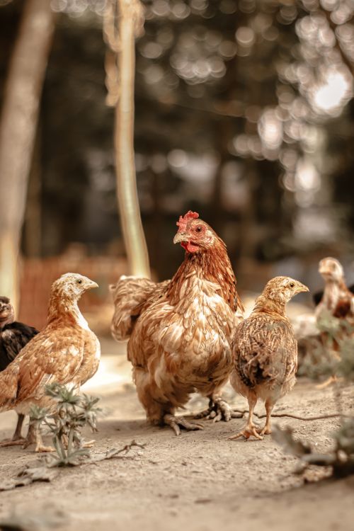 Free A lively group of chickens, including a prominent rooster, on a farm on a sunny day. Stock Photo