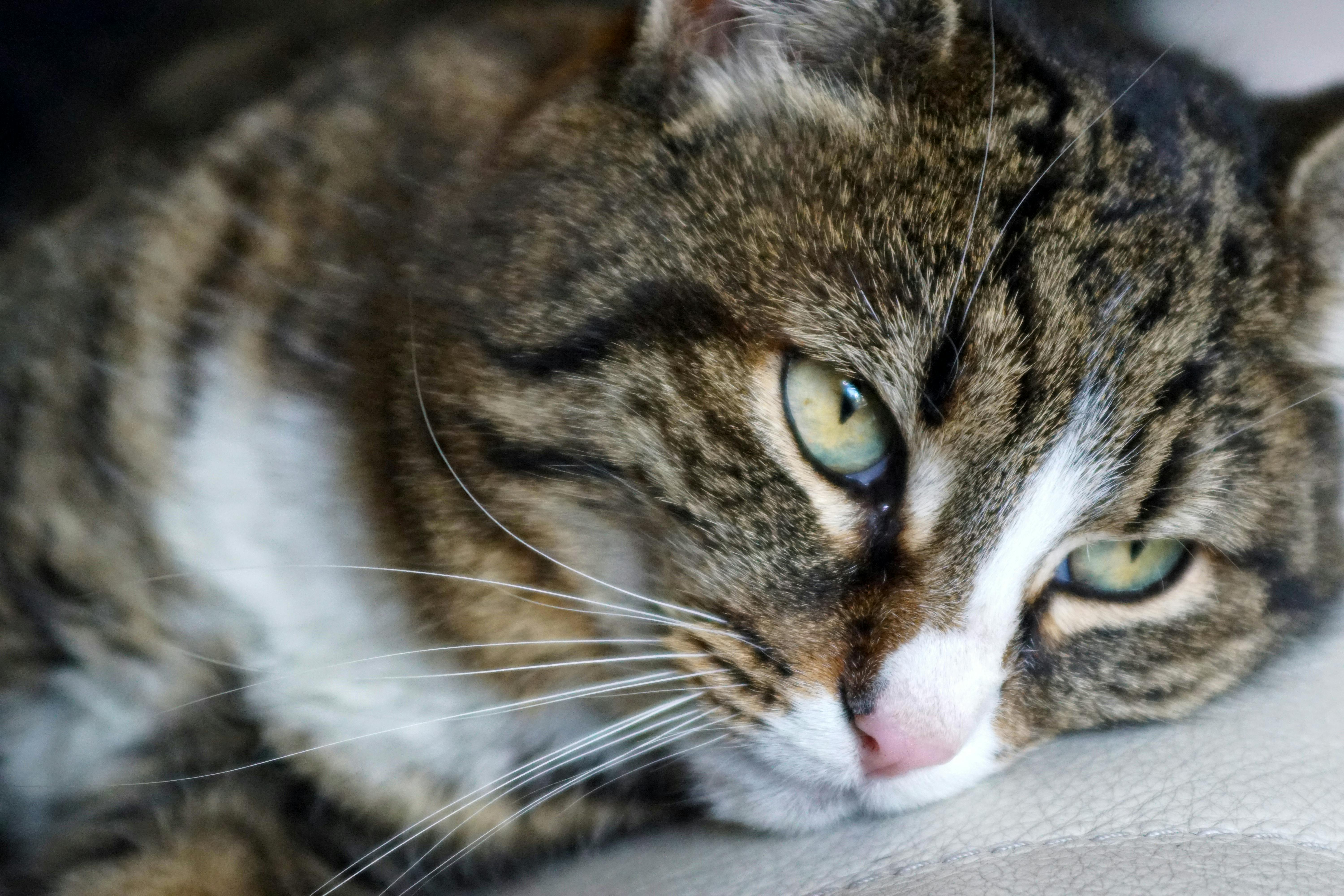 Download Pink And Yellow Mask Free Stock Photo PSD Mockup Templates