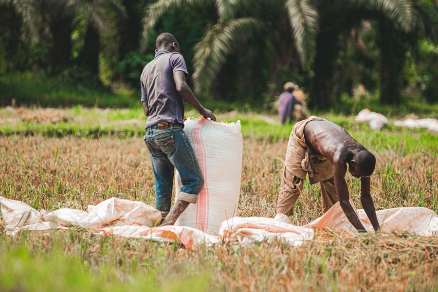 Producteurs partenaires lors de la récolte au Cameroun