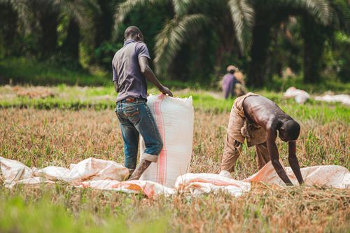 Free Two men harvesting rice in a lush green field, vibrant and hardworking scene. Stock Photo