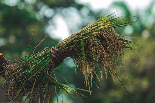 A close-up image showing a hand holding freshly harvested rice in a lush outdoor setting.
