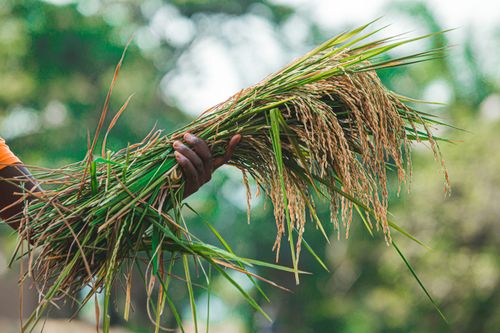 Free Close-up of a hand holding an abundant bundle of freshly harvested wheat grains outdoors. Stock Photo