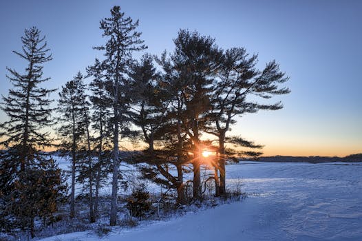 Captivating winter sunset through snow-dusted pine trees in Minnesota, USA.