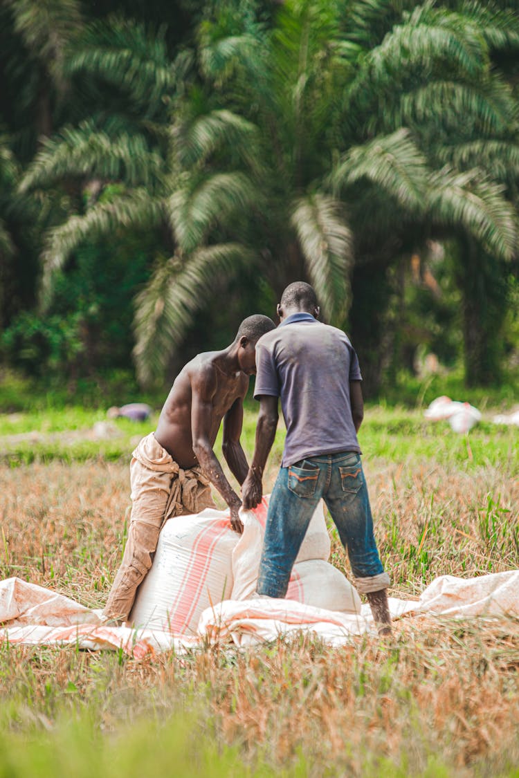 Men Arranging Sack Of Rice 