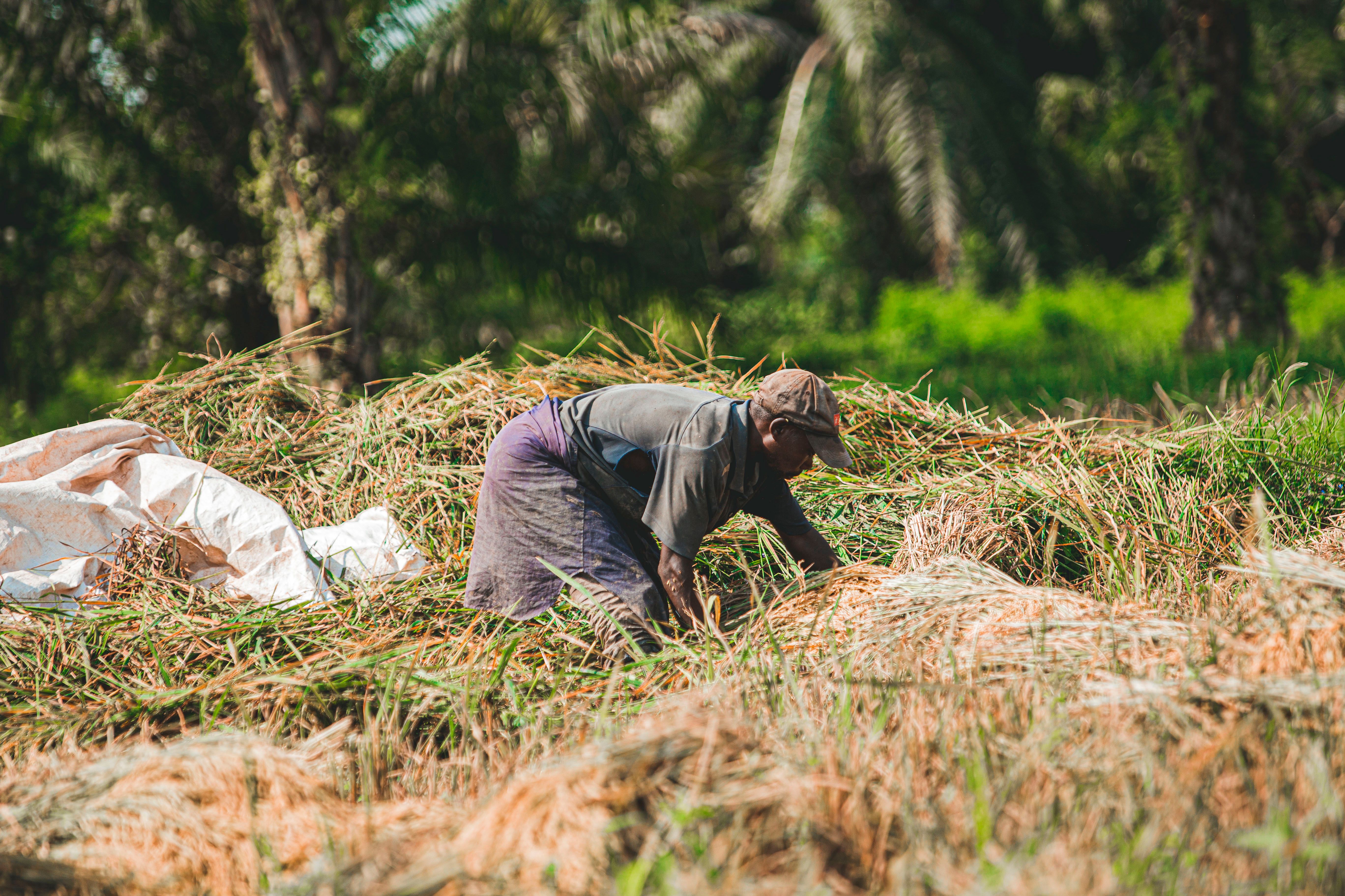 Man Harvesting Rice in the Field · Free Stock Photo