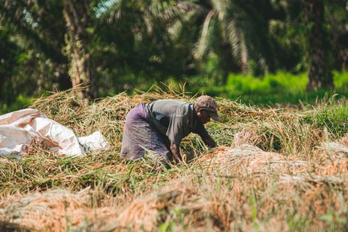 Free A farmer manually harvesting crops on a sunny day, showcasing rural agriculture. Stock Photo