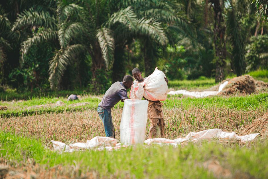 Two African men laboring in a lush agricultural field, filling sacks with harvested crops.