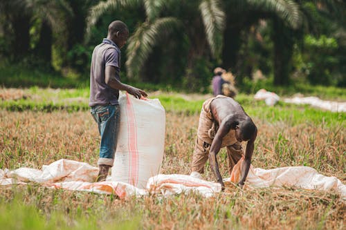 Farmers Working on a Paddy Field