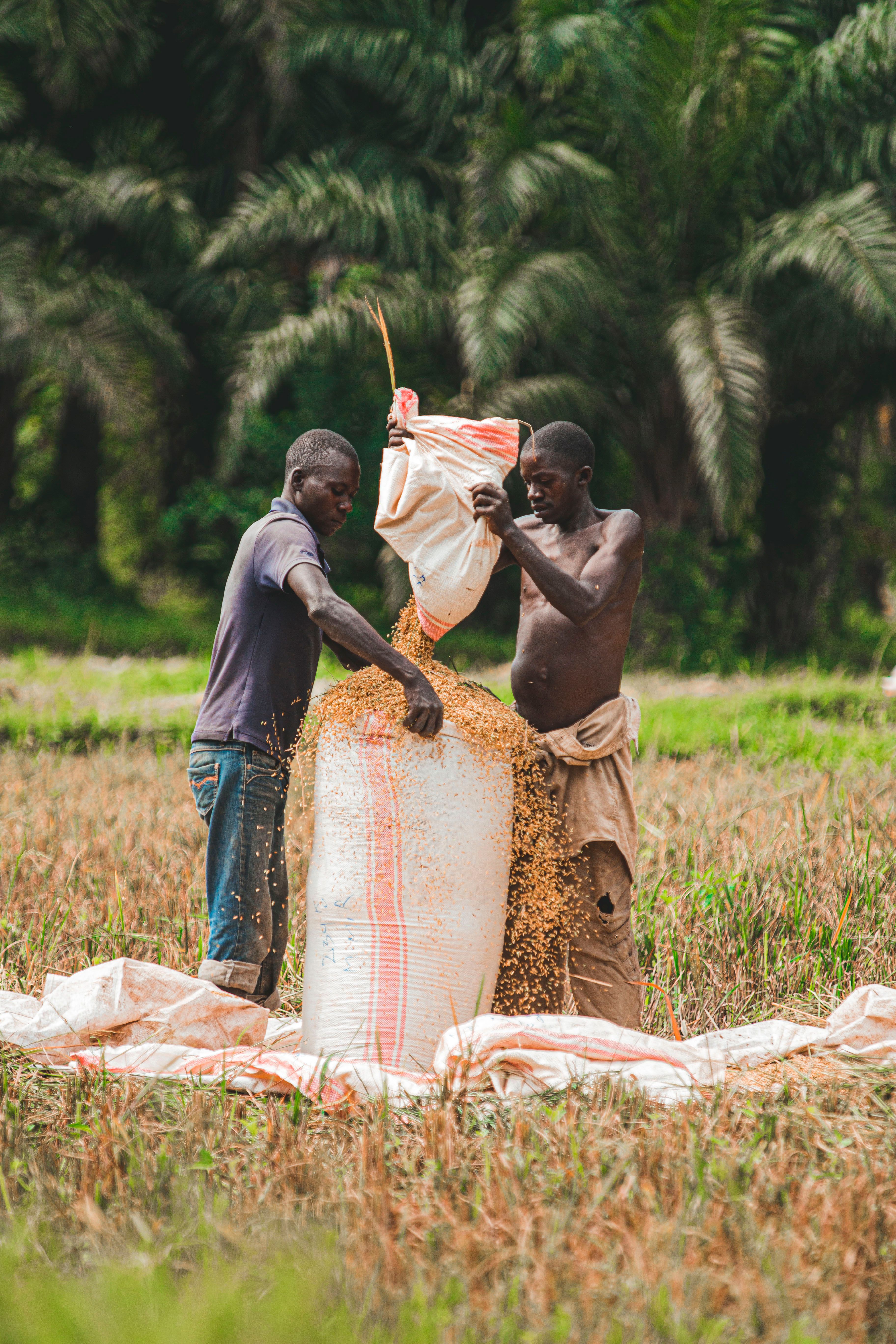 Shirtless Man Pouring Rice on Sack Beside Man in Violet Shirt · Free ...