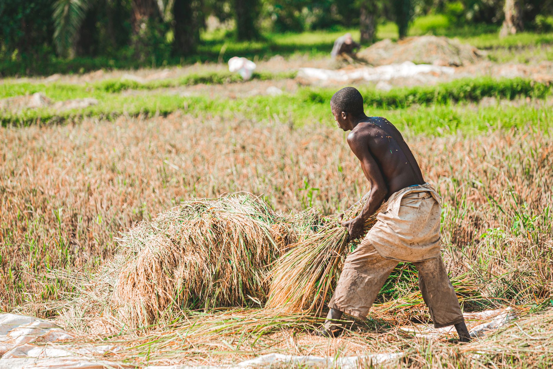 Emploi saisonnier riz Alaotra Madagascar