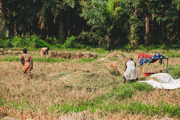 Busy People Working On A Farm Field