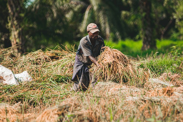 Farmer Harvesting His Crop