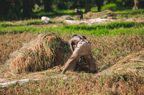 Fotos de stock gratuitas de agricultor, arroz, campos de cultivo