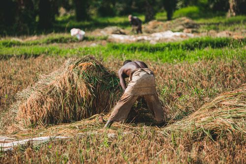 Free A farmer working in a lush rice field, harvesting rice manually on a sunny day. Stock Photo