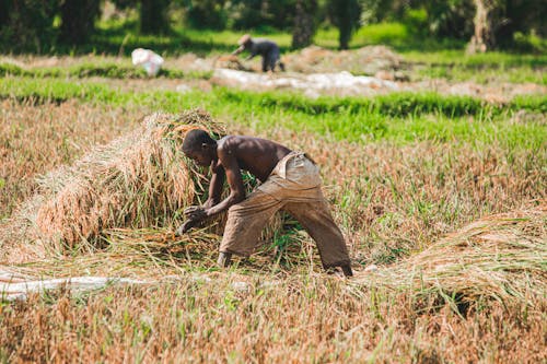 Cultivo De Arroz En Burundi, Bubanza Por Safaraiconsoler