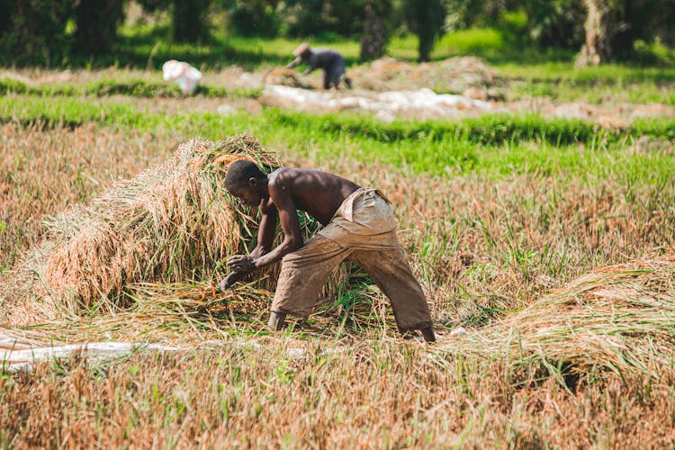 Farmer Harvesting Rice On Rice Plains