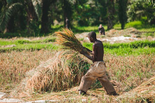 Ücretsiz adam, çiftçi, ekinler içeren Ücretsiz stok fotoğraf Stok Fotoğraflar