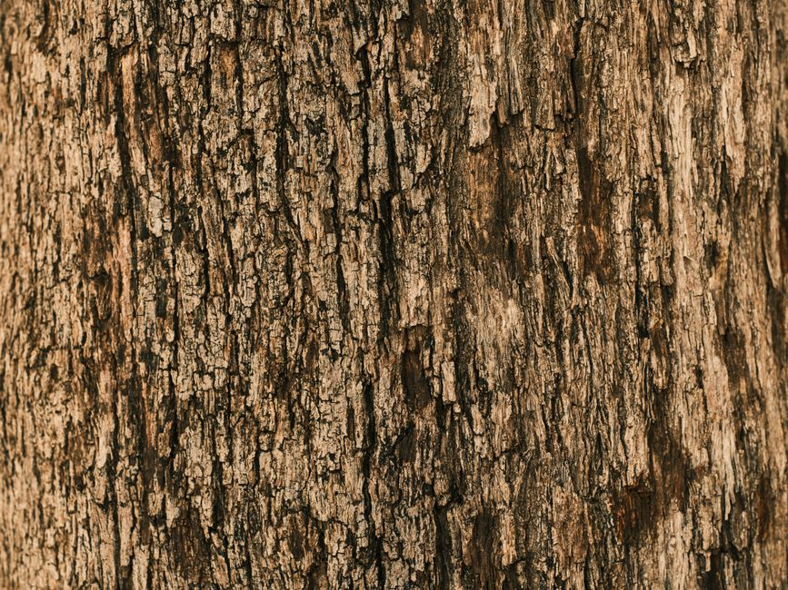Detailed texture of a tree trunk's rough brown bark, perfect for organic design needs.