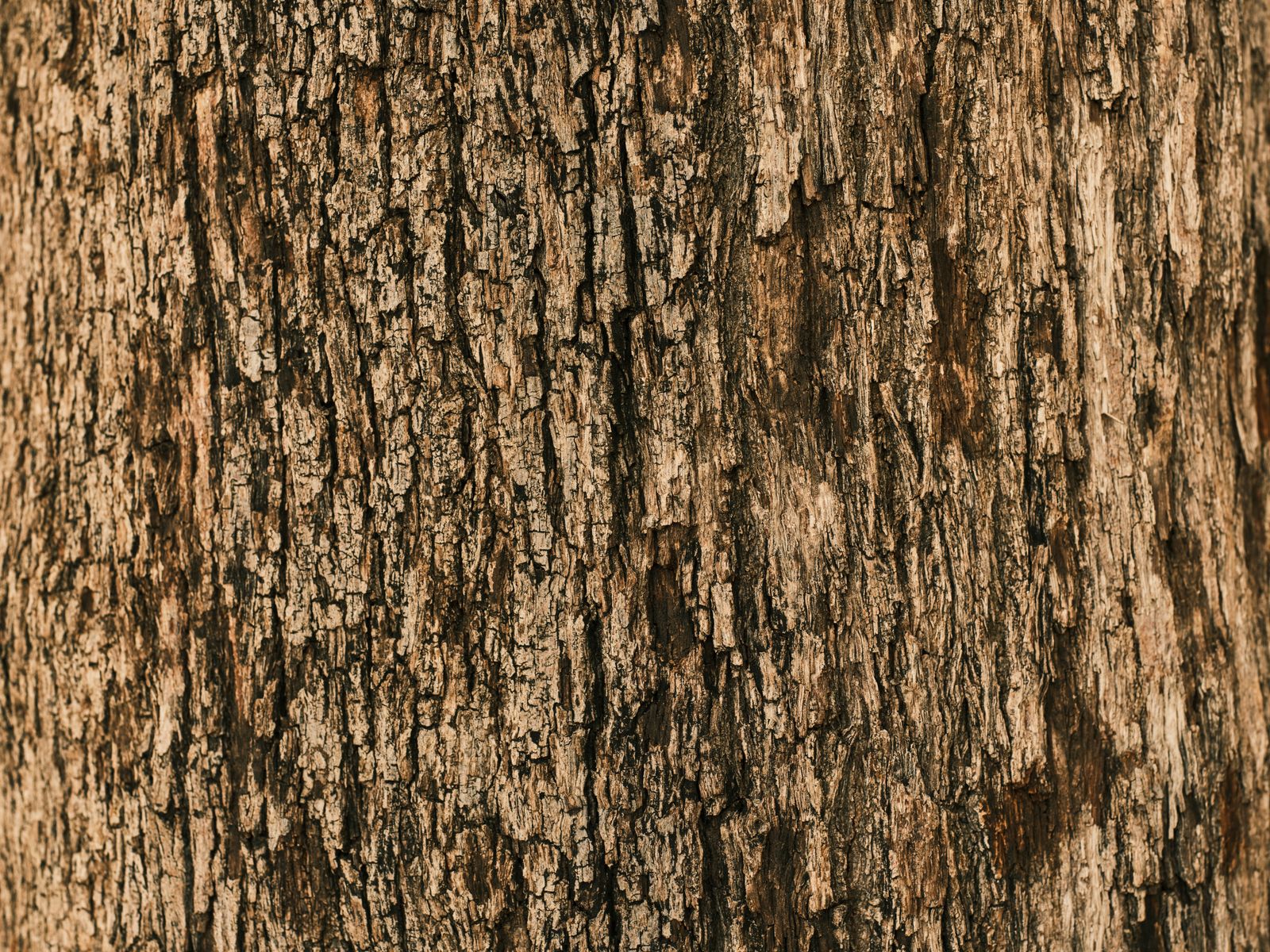 Detailed texture of a tree trunk's rough brown bark, perfect for organic design needs.