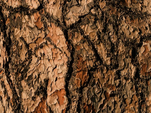 Close-Up Shot of a Cracked Wood