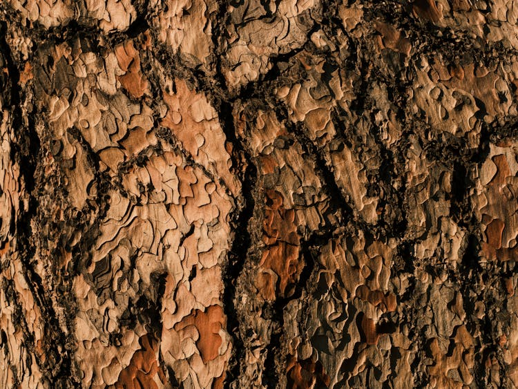 Close-Up Shot Of A Cracked Wood