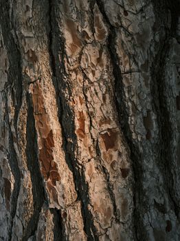 Detailed close-up shot of tree bark showcasing intricate textures and natural patterns.