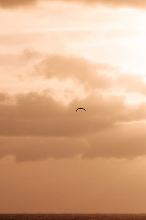 Silhouette of a Bird Flying Under Cloudy Sky