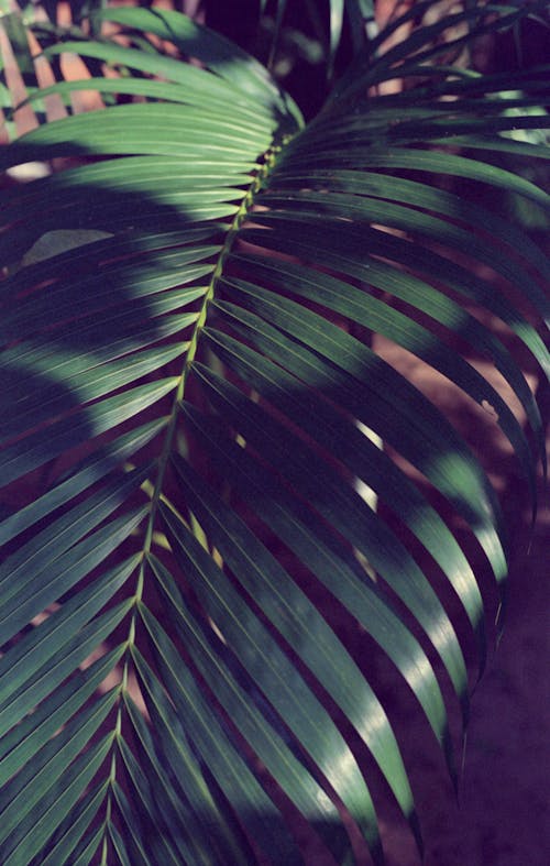 Kostnadsfria Kostnadsfri bild av areca palm, blad, färg Stock foto