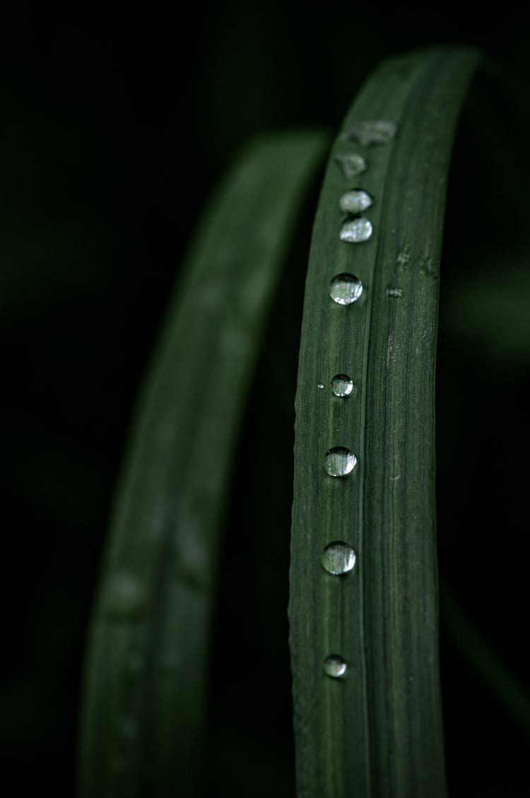 Close Up Photo Of Droplets On Blade Of Grass