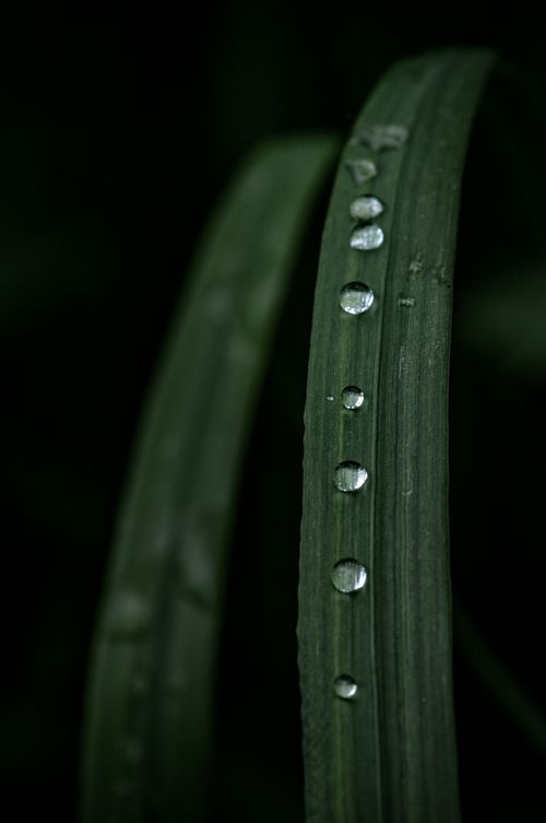 Free Detailed view of dew-laden grass blade with water droplets in nature Stock Photo