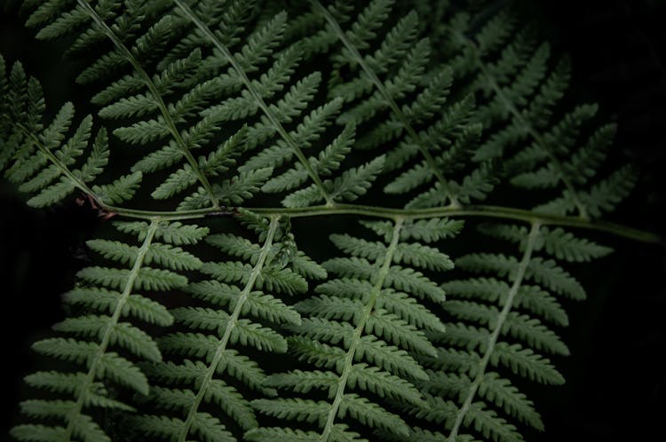 Green Fern Plant In Close Up Photography