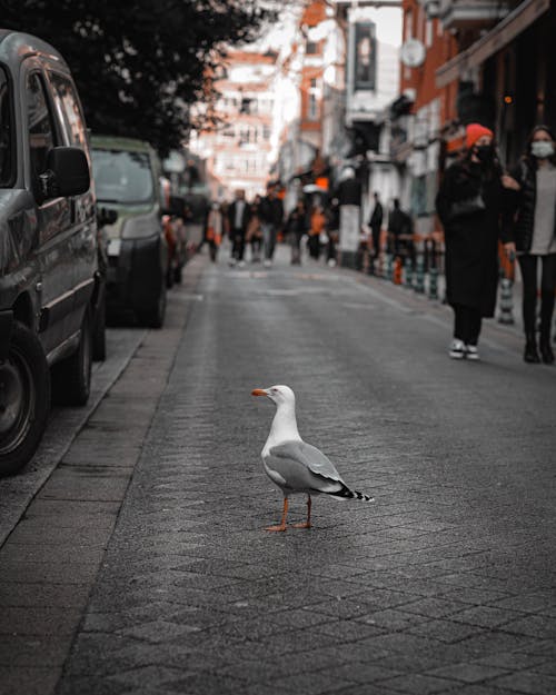 Kostenloses Stock Foto zu bürgersteig, möwe, straße