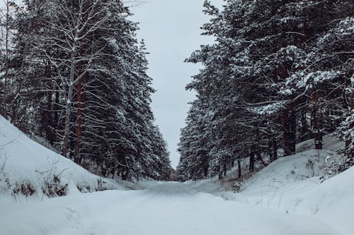 A Walkway on a Snow Covered Ground Between Pine Trees