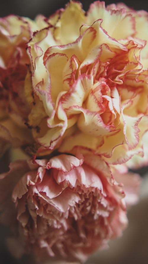Fotobanka s bezplatnými fotkami na tému flóra, karafiát, krásny kvet