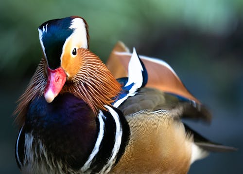 Extreme close-up portrait of the small exotic-looking male Mandarin Duck.