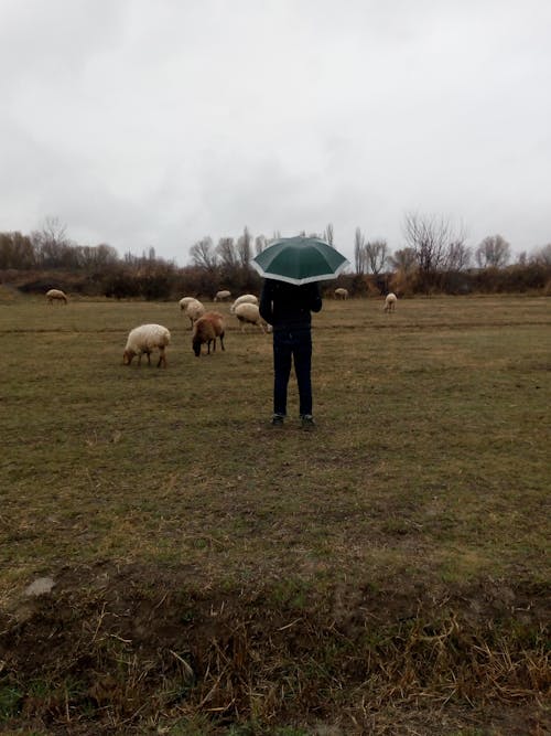 Person with Umbrella on Pasture with Sheep