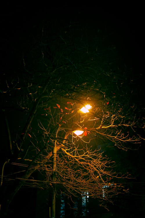 คลังภาพถ่ายฟรี ของ ต้นไม้ที่ไม่มีใบ, ภาพถ่ายมุมต่ำ, มืด