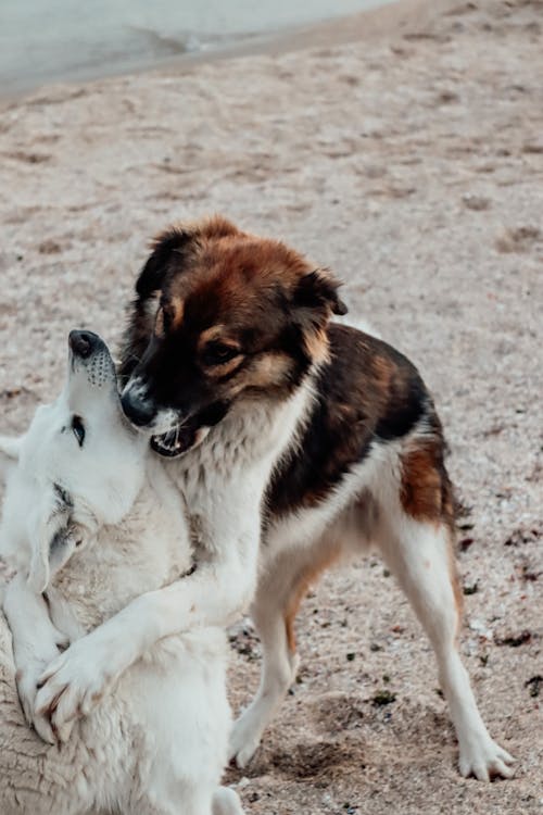 Dogs Fighting on Seaside