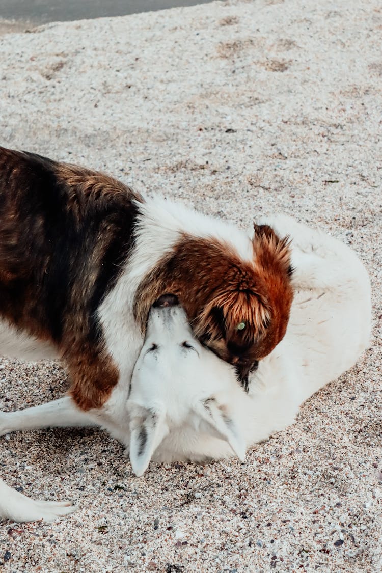 Dogs Playing In Sand