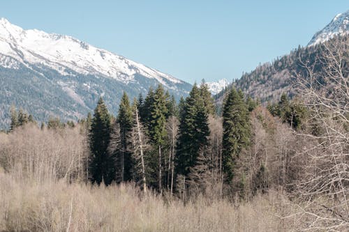 Kostenloses Stock Foto zu bäume, berge, blick auf die berge