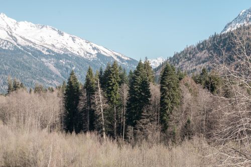 Free Scenic view of snow-capped mountains and a lush evergreen forest under a clear sky. Stock Photo
